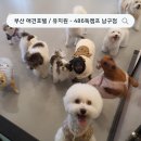 486 Dogcamp | 호텔/유치원 ] ❛ 부산애견호텔 추천 / 부산 애견호텔링 / 부산 애견유치원 - 486독캠프 남구점 찐후기 ❜