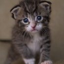 안양김준동물병원 이미지