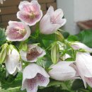 아림농장 이미지