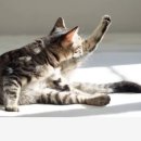 오늘도, 그루밍 이미지