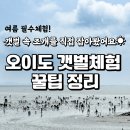 오이도 갯벌체험 조개캐기 후기｜주차 꿀팁·물때표 확인법·준비물까지 총정리 🐚