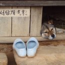 서당개 Daum카페