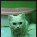 루비 애견샵 이미지