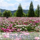 합천군산림조합 | 합천 핫들생태공원 작약 꽃밭 명소 산책 주차 개화 현황 경남 여행