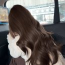체스헤어 - 동구 | 체스헤어