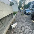 한국동물병원 | 호치민)산책가능 애견호텔 코비펫 동물병원 내돈내산 후기