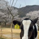 해뜰목장 이미지