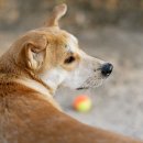 상상동물병원 이미지