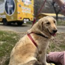 사랑할개 | 경기광주대형견목욕 경기광주대형견출장목욕 사랑할개 대형견 출장목욕 솔직후기