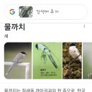 23.5.4 새-물까치🐦 이미지