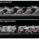 "척수손상 마비 쥐, 신경 재생 유전자 치료로 다시 걸었다" 이미지