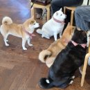 개귀여워 이미지