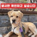 🚨실종견 볼트 첫 제보 공유🚨생사만이라도 확인하고 싶습니다 이미지