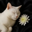 NOBLESSE.PET | 울산고양이장례, 반려묘의 마지막 시간 웃음과 함께 배웅해요