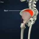 중둔근 (gluteus medius) 이미지