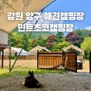 강원도 애견 캠핑장 민트초코캠핑장 개별화장실 운동장