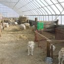 웅이목장 이미지