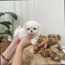 반려견과의 첫 만남: 부산강아지 퍼피룸 후기