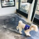 펠리스빼로 이미지