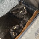 치유동물의료센터 | 고양이 담낭 초음파 귀지 검이경 검사 부평 모모동물의료센터 내돈내산 후기