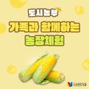 신천농장 | [신천/후기] 도시농부 : 가족과 함께하는 농장체험[옥수수]