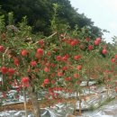 방자농장 이미지