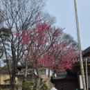 길상사 | 주말 봄나들이 추천 성북동 길상사 매화 후기와 골목길 여행