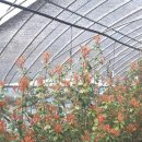 천국나무농원 이미지