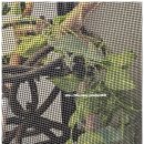 유나짐 | 울산 북구 매곡동 파충류샵 유나게코 크레샵 크레스티드게코 방문 및 입양 후기