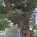 계남중학교 Daum카페