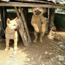 허* - 안양시 동안구 경수대로 430 | 허*