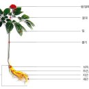 동양인삼약초