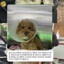 마루네 애견사랑 | 8월(3)