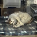 에바돈카츠 세종점 | 25/02~25/08