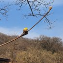 이천산수유마을 | 2026이천 산수유마을 지금가면망해요 실시간개화상황 및 양봉장등 주의사항