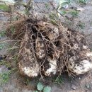 효자농장 이미지