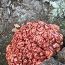 나무메디 이미지