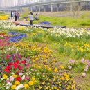 충훈2교 옆 | 안양 충훈 벚꽃축제 실시간 후기｜안양천 벚꽃 명소 충훈부 주차·놀거리·데이트 코스