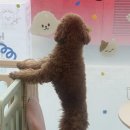 댕그레 이미지