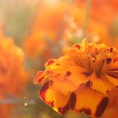 온花