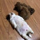 산물통회수산 | 제주 2일차 [연돈,여미지 식물원,천지연 폭포,산물통회수산] 불청객 장마…☔️
