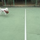 뽀삐애견 이미지