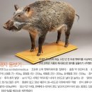 중앙돼지 이미지