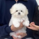우아퍼피강서
