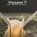 달팽이신경과 이미지
