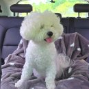 곱디곱개 이미지