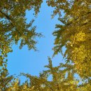 신암 은행나무길 이미지