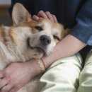 우리집 강아지 이미지