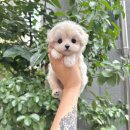 골든리트리버분양 골든리트리버책임분양 인천강아지분양 강아지분양 말티푸무료분양 말티푸책임분양 비숑분양 비숑책임분양 말티즈분양성남강아지분양 이미지
