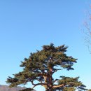 지리산 천년송 이미지